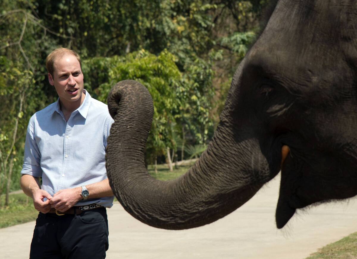 Принц Уильям познакомился со слоном в Китае