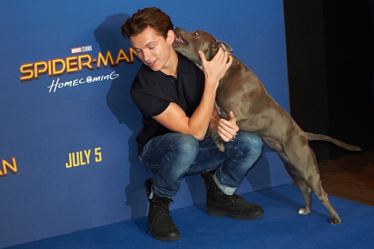 Том Холланд привел собаку на красную дорожку премьеры «Человека-паука» в Лондоне