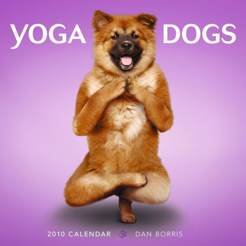 Собакам тоже не чужда йога. Yoga Dogs 2010