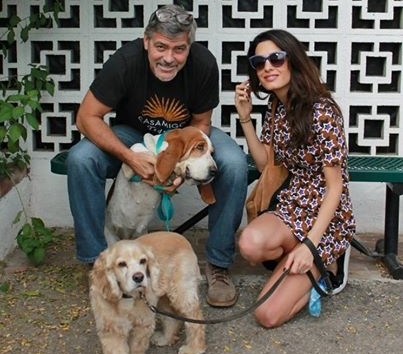Джордж и Амаль Клуни завели щенка