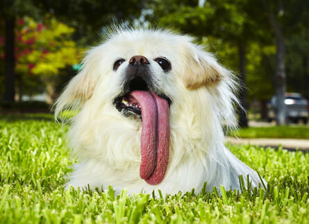Собака с самым длинным языком на планете