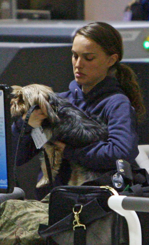 Натали Портман и ее песик в аэропорту