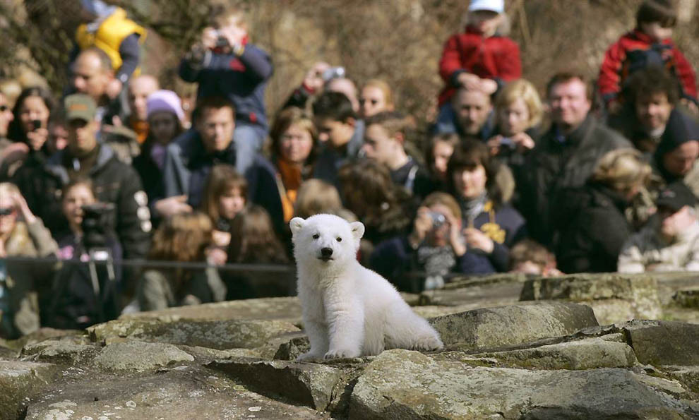 В Берлинском зоопарке умер белый медведь Кнут