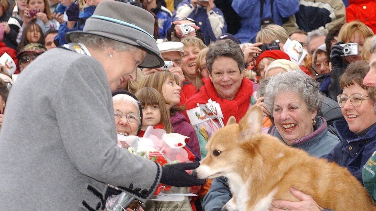 They waited with their muzzles down: the royal corgis came to say goodbye to Elizabeth II (pictured)