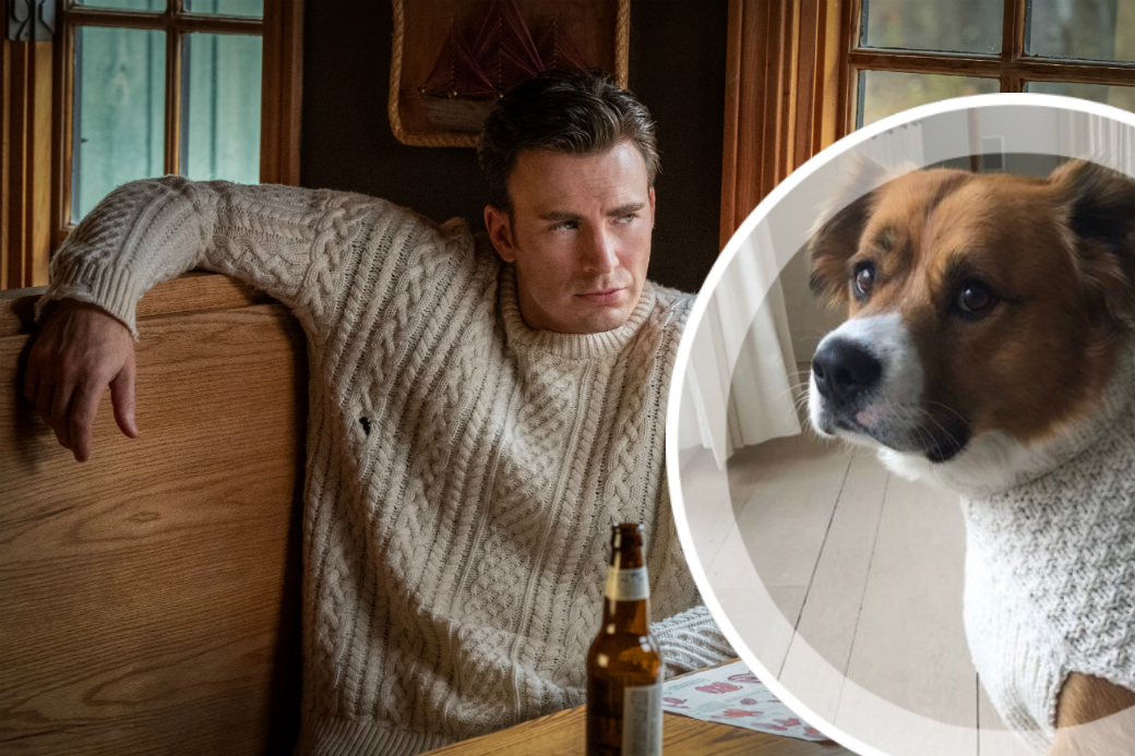 Милее не придумаешь: Крис Эванс нарядил своего пса в свитер из фильма «Достать ножи»