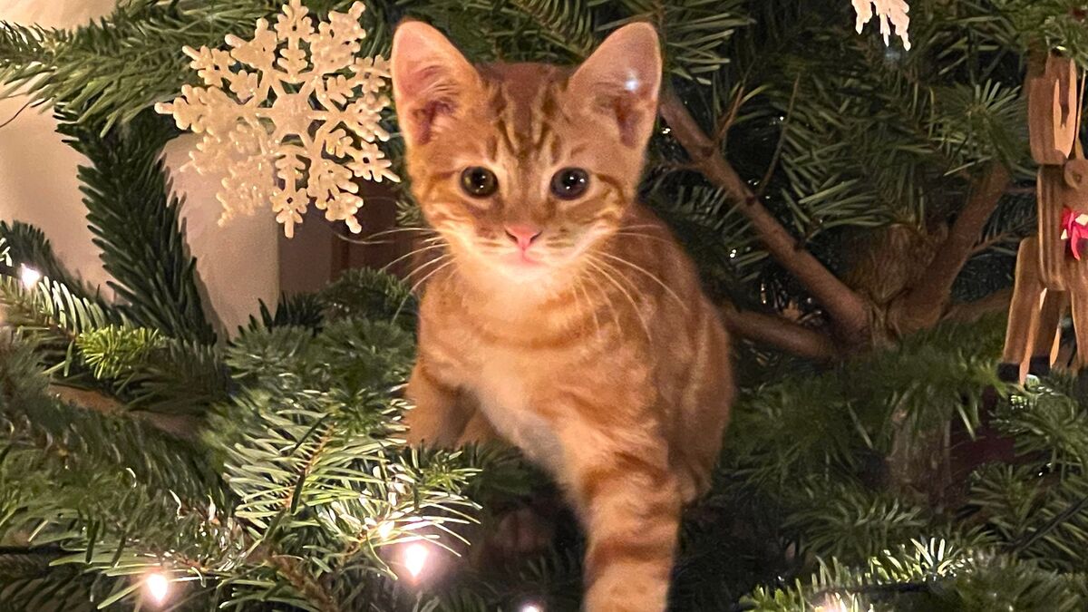 Поедатели украшений: как уберечь новогоднюю ель от кошек