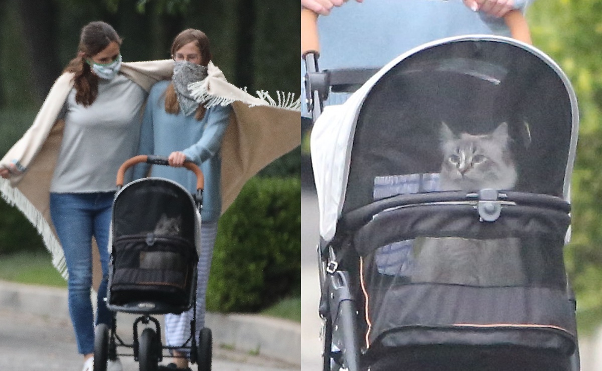 Невероятно мило: Дженнифер Гарнер выгуливает своего кота в коляске